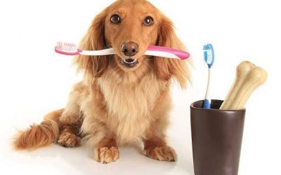 Specialized grooming packages at Just Groom.