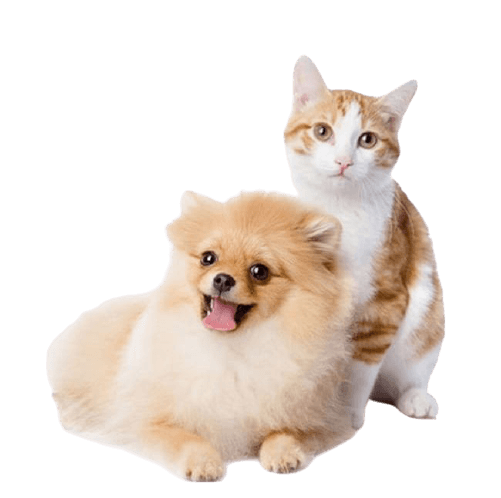 Why Justgroom Why Justgroom