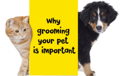Why  grooming  your pet  is important
