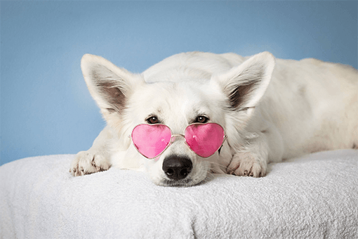 dog-glass