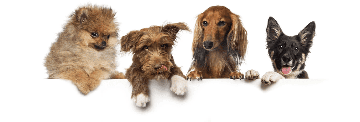 group-of-dogs-pets-leaning-on-a-white-empty-board-SJCAFH5 (1)